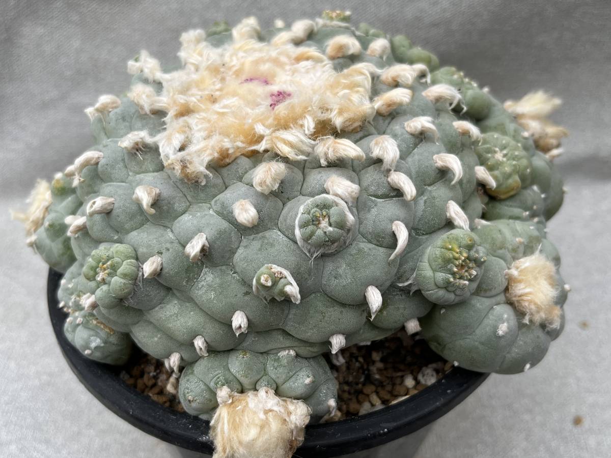 銀冠玉 サボテン ロホホラ 多肉植物 ロフォフォラ サボテン 