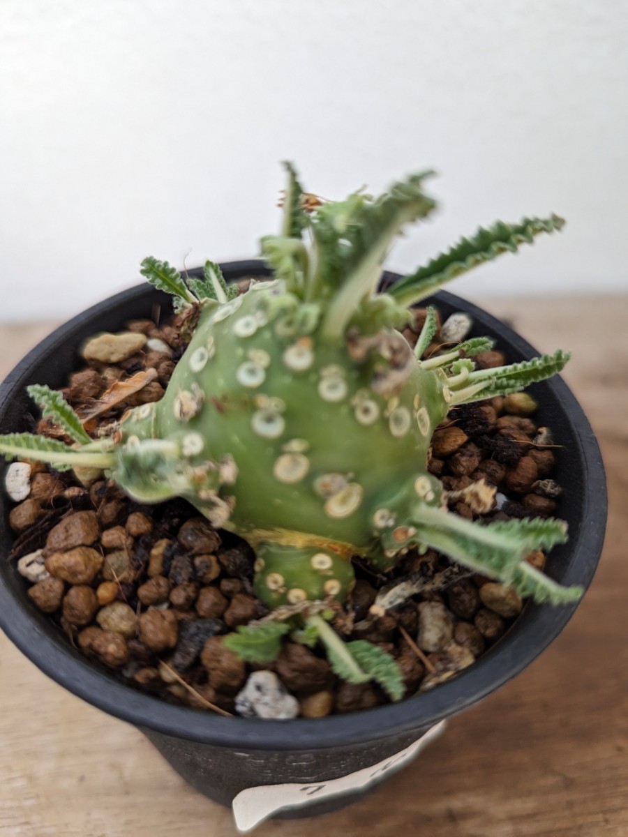 7m ドルステニア ラブラニー 観葉植物 オス株 雄株 雌雄 塊根植物