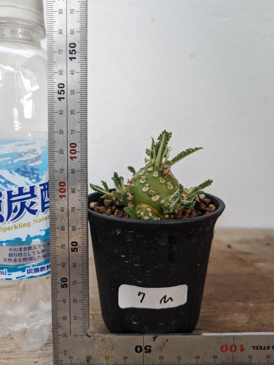7m ドルステニア ラブラニー 観葉植物 オス株 雄株 雌雄 塊根植物