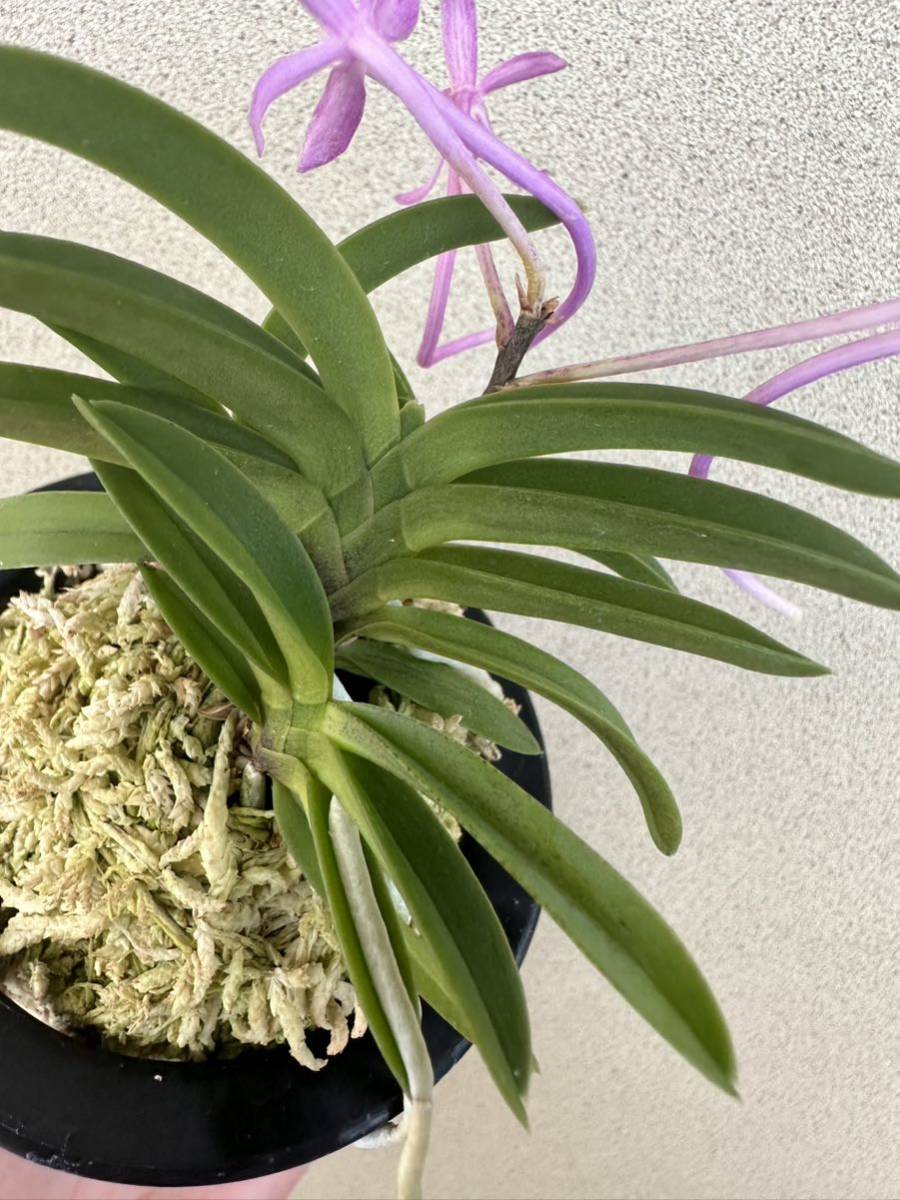 富貴蘭 紅達磨 株立ち 花付き