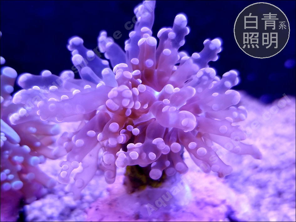 追加分 ビクール』V87タコアシサンゴ（6cm前後） 海水魚 魚類、水生生物