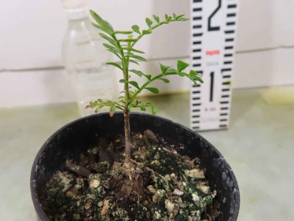 ナ8192 「実生株」オペルクリカリア　パキプス　2年株【種から発芽！・発根株・Operculicarya pachypus・塊根植物・葉落ちします】