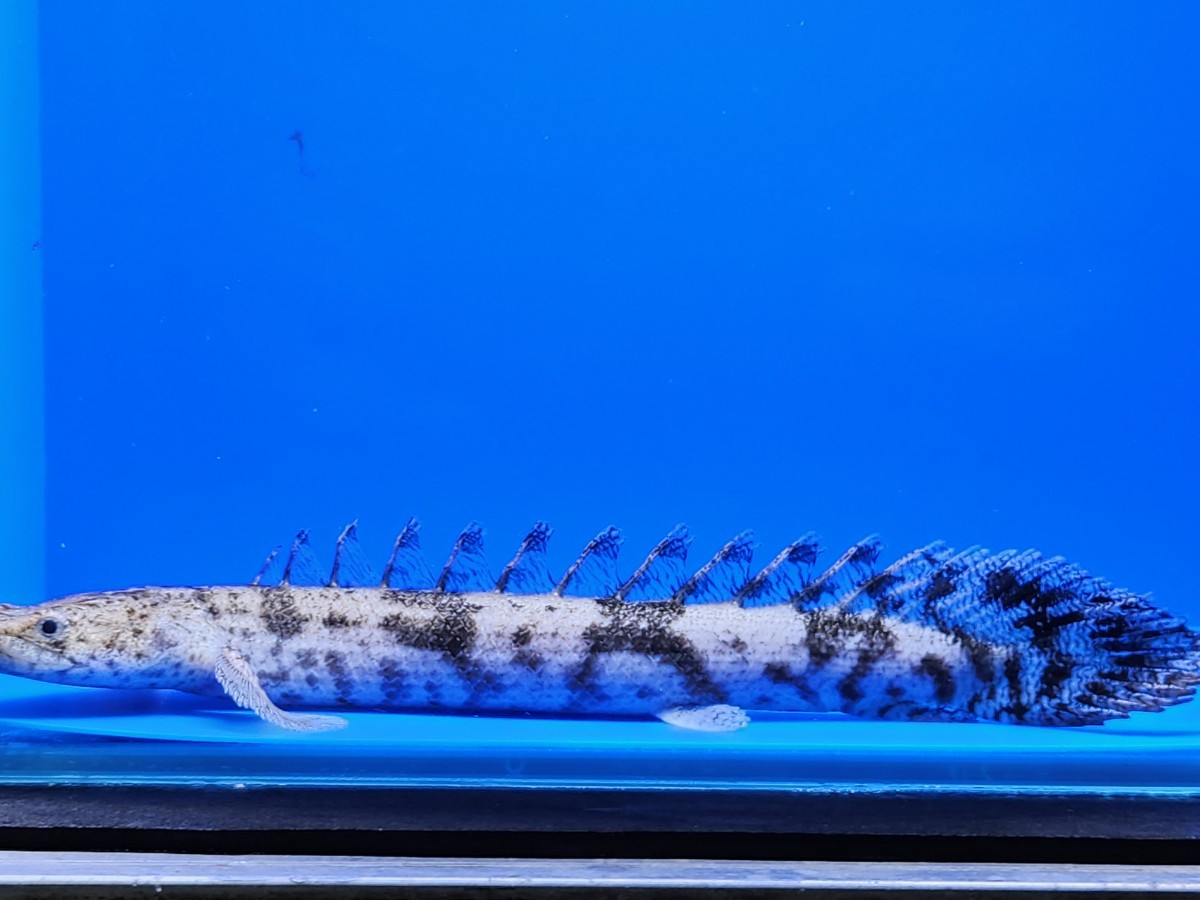 ⑥ポリプテルス・エンドリケリー約18cmギニア便ワイルド！格安スタート  