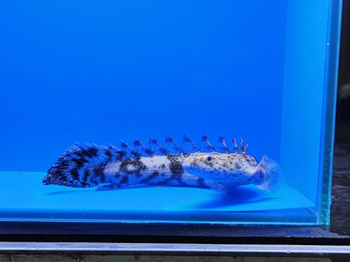 ⑥ポリプテルス・エンドリケリー約18cmギニア便ワイルド！格安スタート  