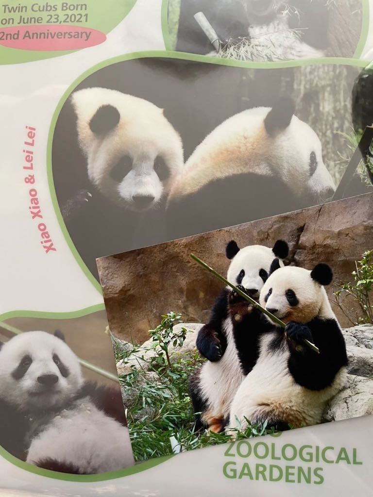 クリアファイル レイレイ シャオシャオ 上野動物園 シャンシャン 中国