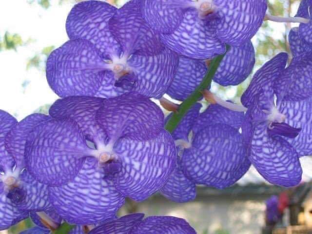 (^。^)，洋蘭，(105)Vanda coerulea，バンダ セルレア，開花サイズ