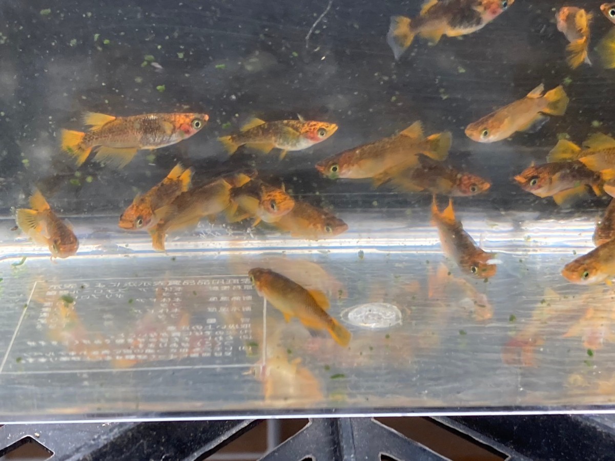 ☆乙姫 メダカ30匹以上(産卵中)_1