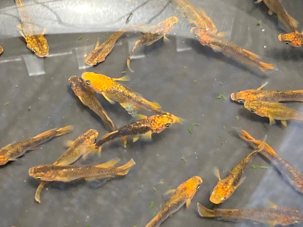 ☆乙姫 メダカ30匹以上(産卵中)_2