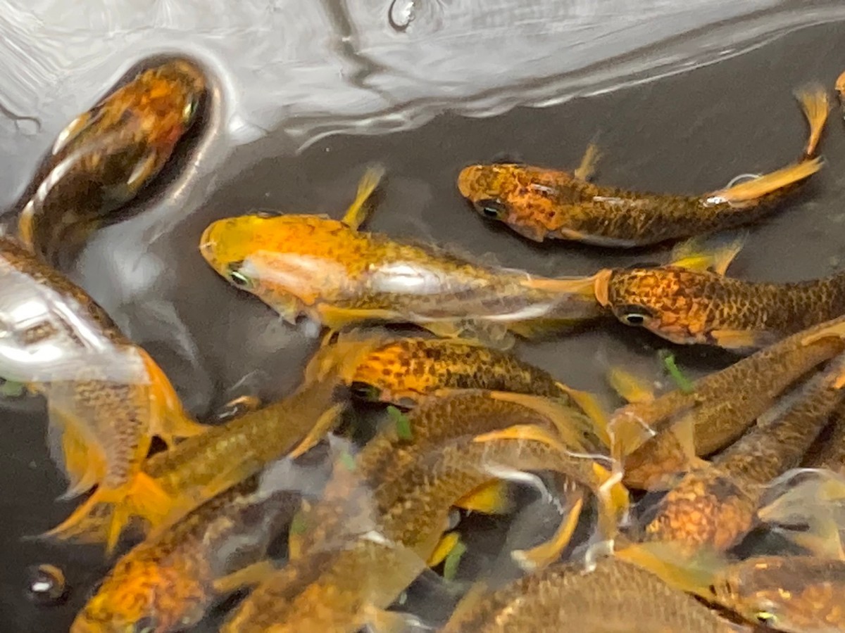 ☆乙姫 メダカ30匹以上(産卵中)_4