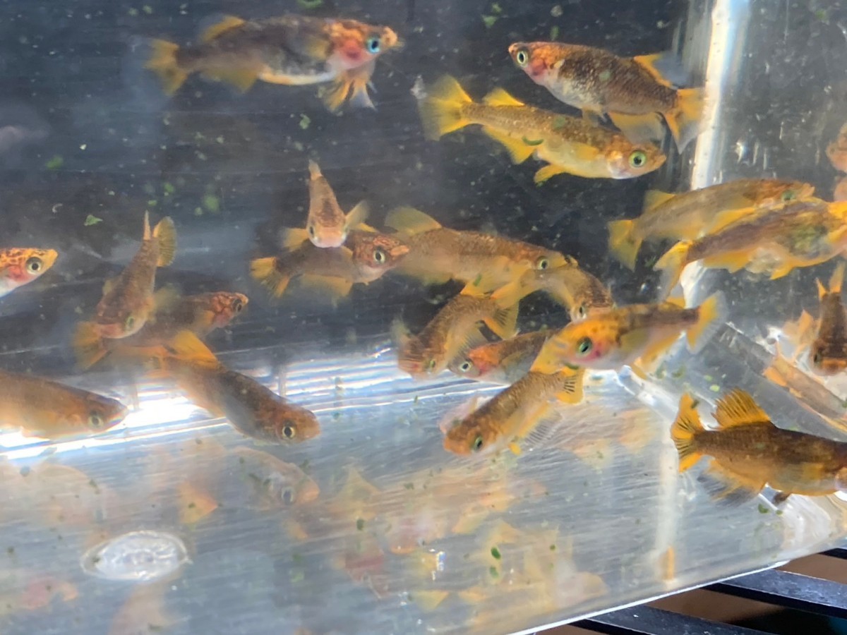 ☆乙姫 メダカ30匹以上(産卵中)_5