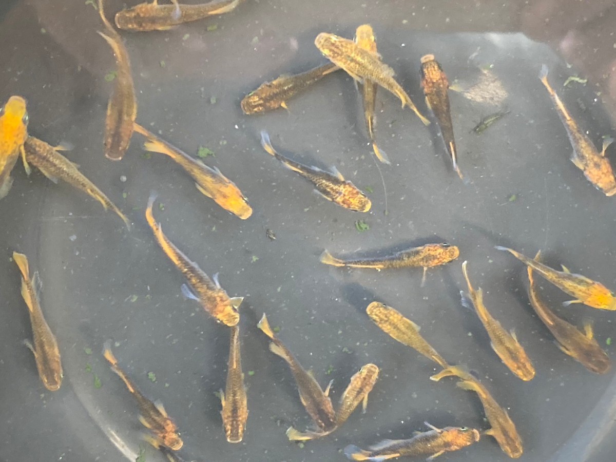 ☆乙姫 メダカ30匹以上(産卵中)_6