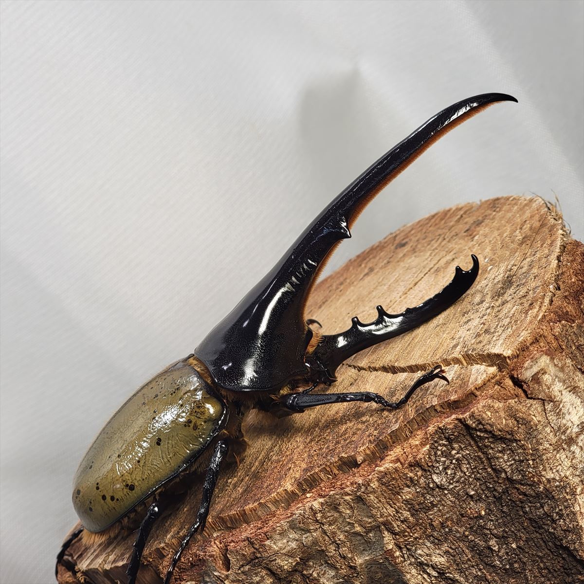 ヘラクレスオオカブトムシ ヘラクレスヘラクレス クアドループ産 オス