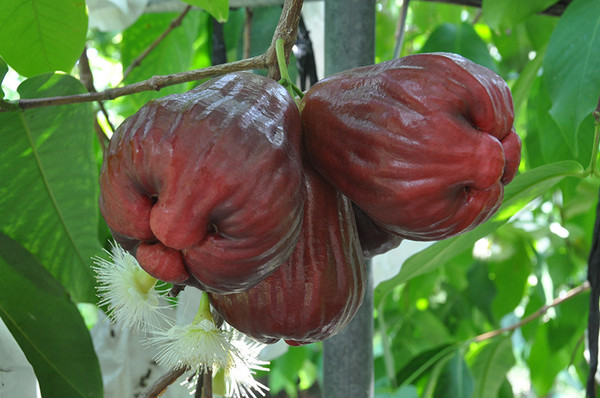 【在庫整理】新品種レンブ苗木☆chocolate種レンブ取木　大苗　