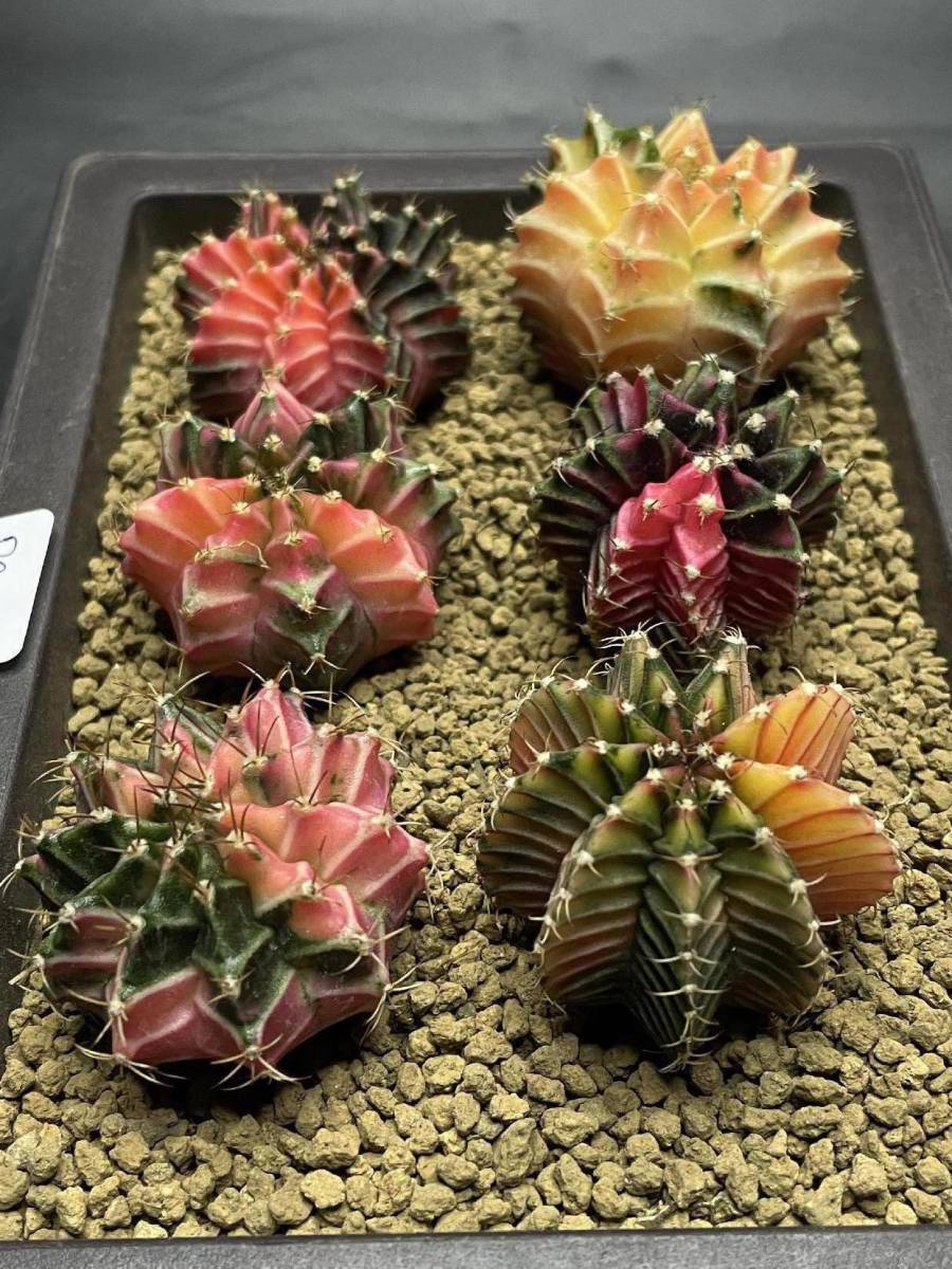 観葉植物 サボテン ギムノカリキウム G.Mihanovichii 【実生】