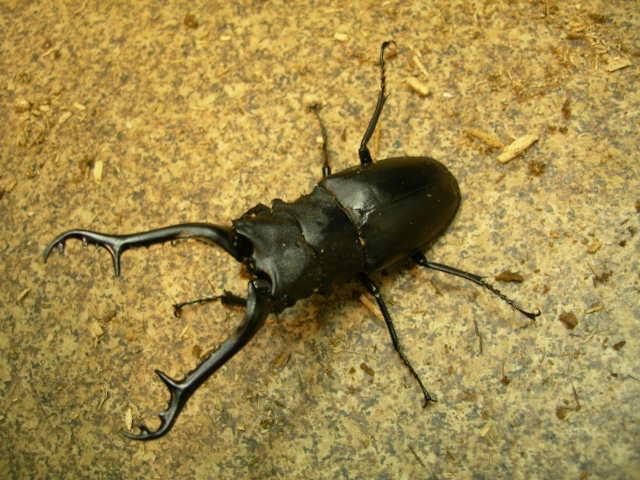 100ミリ フローレス産 ギラファ ノコギリクワガタ 成虫ペア 2915