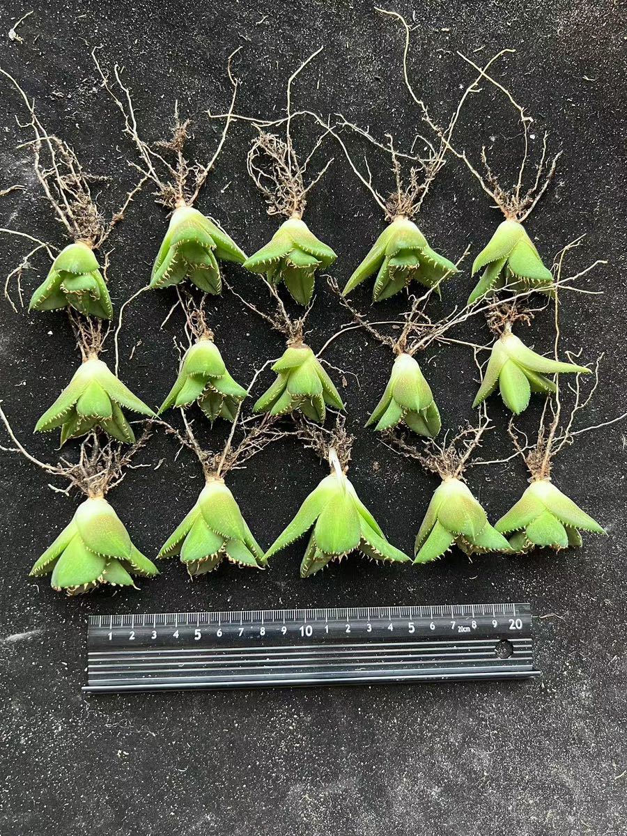 P-5多肉植物アガベ チタノタ 圓葉拇指 フィリグリー 強棘 極上株 15株