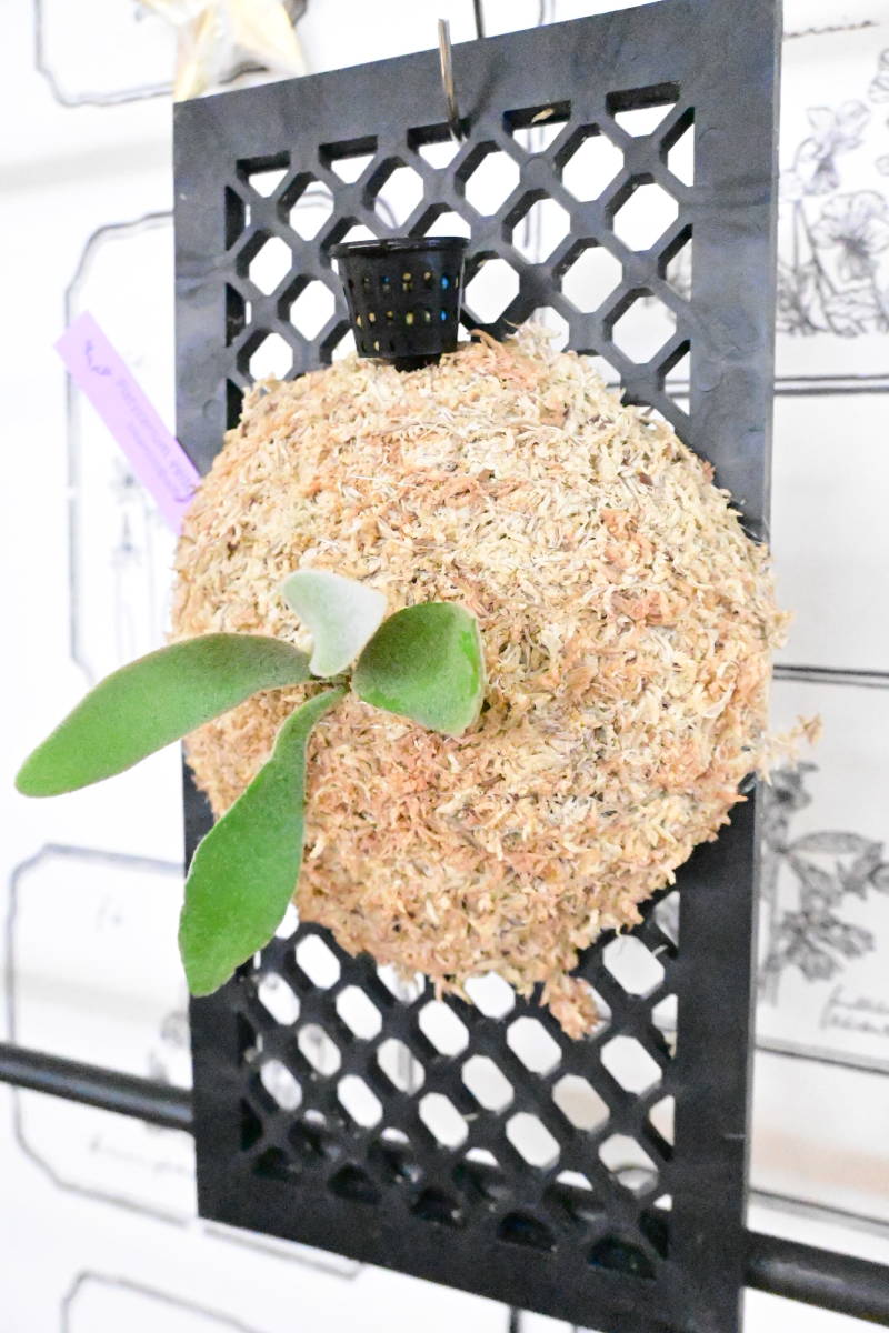 ビカクシダ ウィリンキー ドワーフ バクテリア 板付株 B-4 P.veitchii