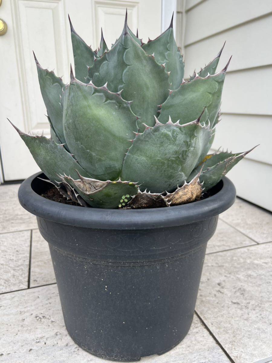 ロロ）アガベ パラサナグローブ大株 鉢ごと発送 ロロ）アガベ パラサナ