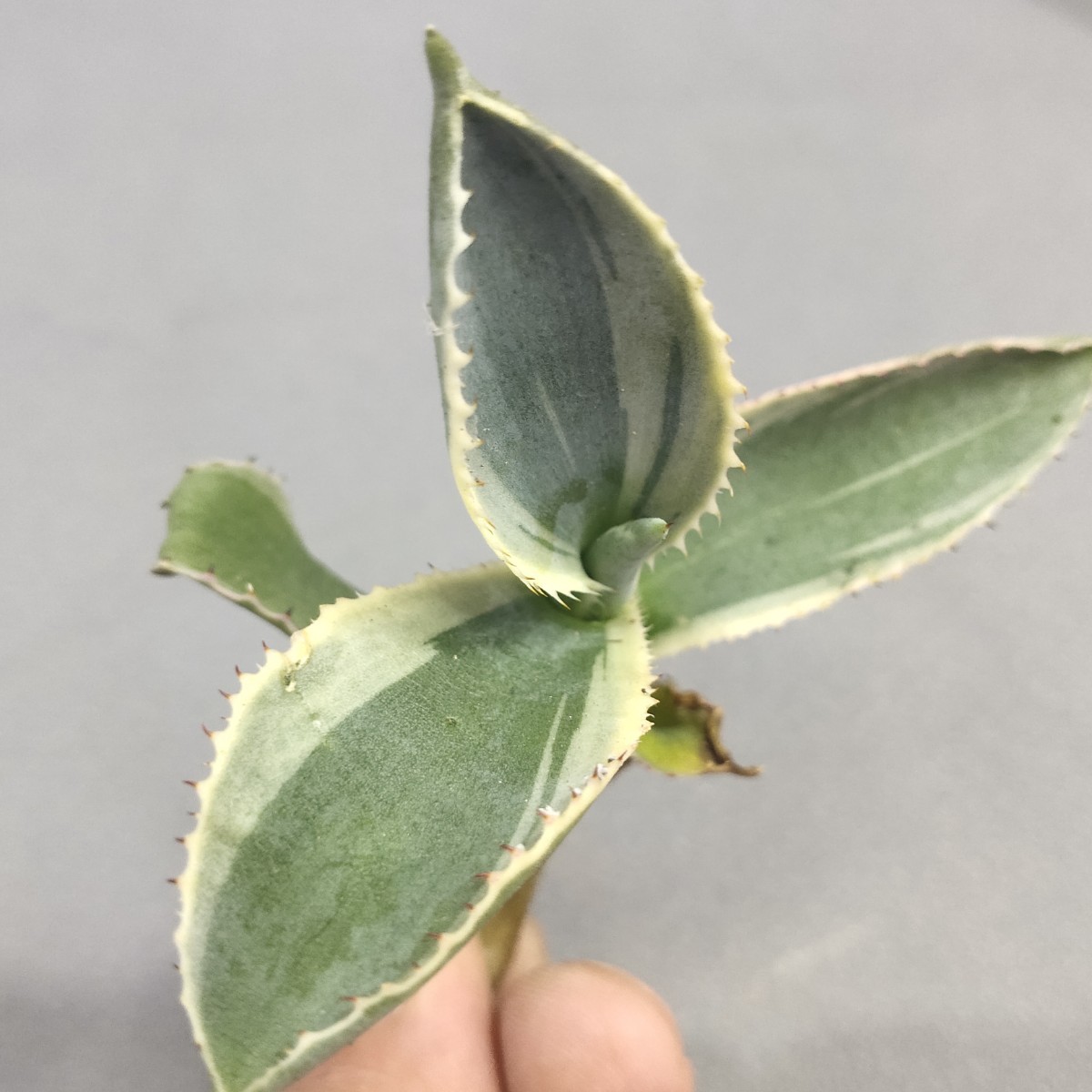 近藤芳美集第1巻〜第10巻岩波書店 近藤芳美集 10冊セット 近藤芳美集第