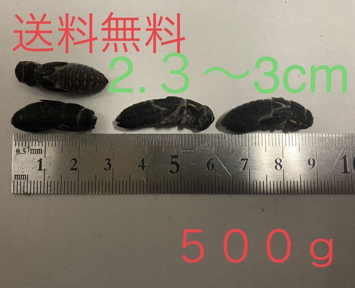 冷凍クロコオロギ2.3〜3cm送料無料 1000g 増量中 冷凍コオロギ | 約