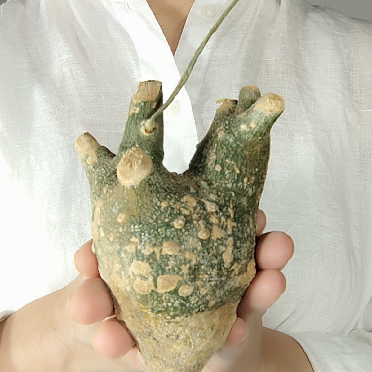 グロボーサ D029 アデニア・グロボーサ Adenia globosa 塊根植物 コーデックス 多肉植物 観葉植物 未発根