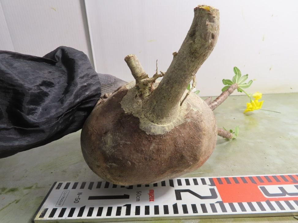 ヒ6706 「塊根植物」パキポディウム グラキリス ML 抜き苗【そろそろ