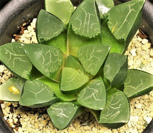 人気セール，品質保証 ハルシア コレクタ 一閃 2.5号(サボテン)｜売買されたオークション情報、yahooの商品情報をアーカイブ公開 - オークファン サボテン