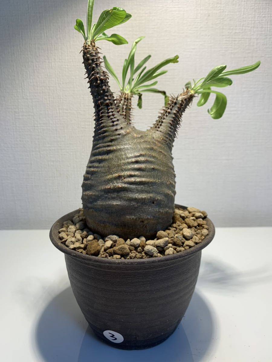 3 塊根植物-パキポディウム グラキリス コーデックス 現地株 ☆発根済
