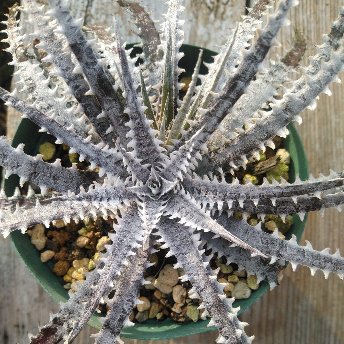 DBディッキア Dyckia Bill Baker hybrid #222 Dyckia 277 Bill Baker's hybrid from Hawaii ディッキア ブロメリア