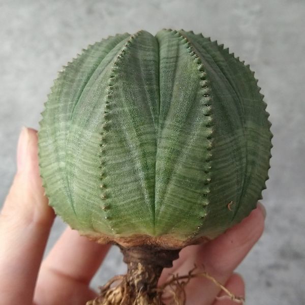 【B3443】【7㎝選抜大株！！】ユーフォルビア オベサ Euphorbia obesa ( 検索 アガベ 塊根植物 パキポディウム 多肉植物 )