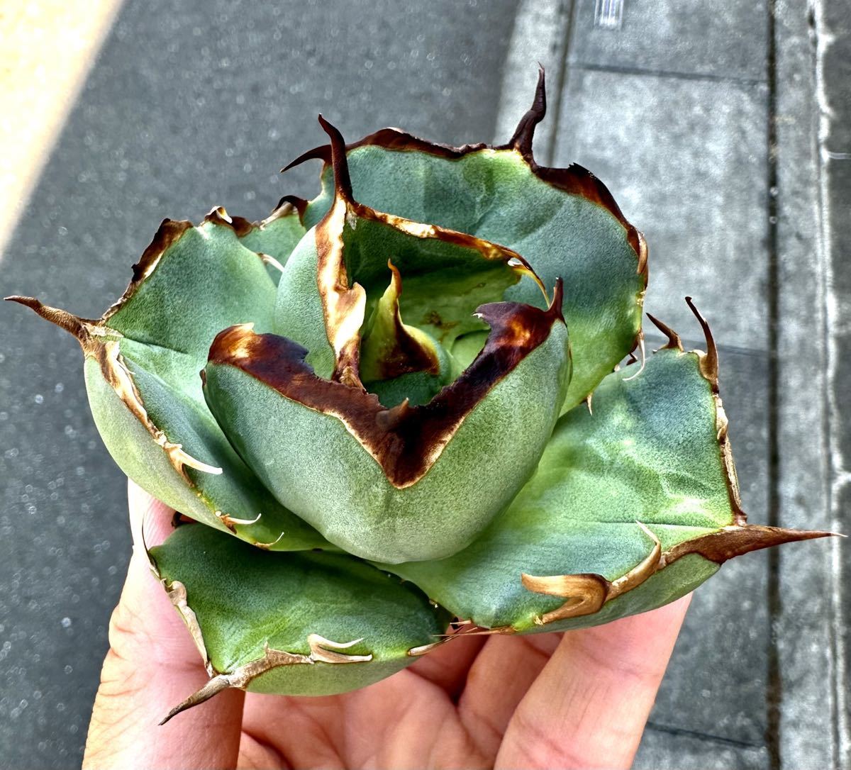 【G.SAMURAi】アガベ チタノタ 多肉植物“蒼竜” 極上血統株/ブツブツ/ アガベ 多肉植物 チタノタ 純血ジャガーノート 極上血統自家繁殖小デブ