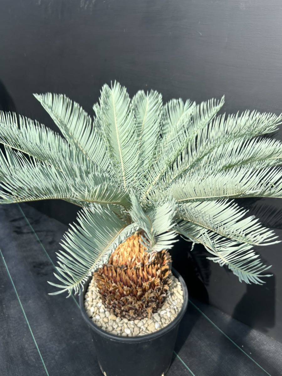 Cycas cairnsiana サイカス カイルンシアナ 発根活着 大株 美株(種