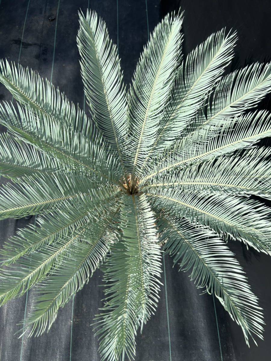 Cycas cairnsiana サイカス カイルンシアナ 発根活着 大株 美株(種