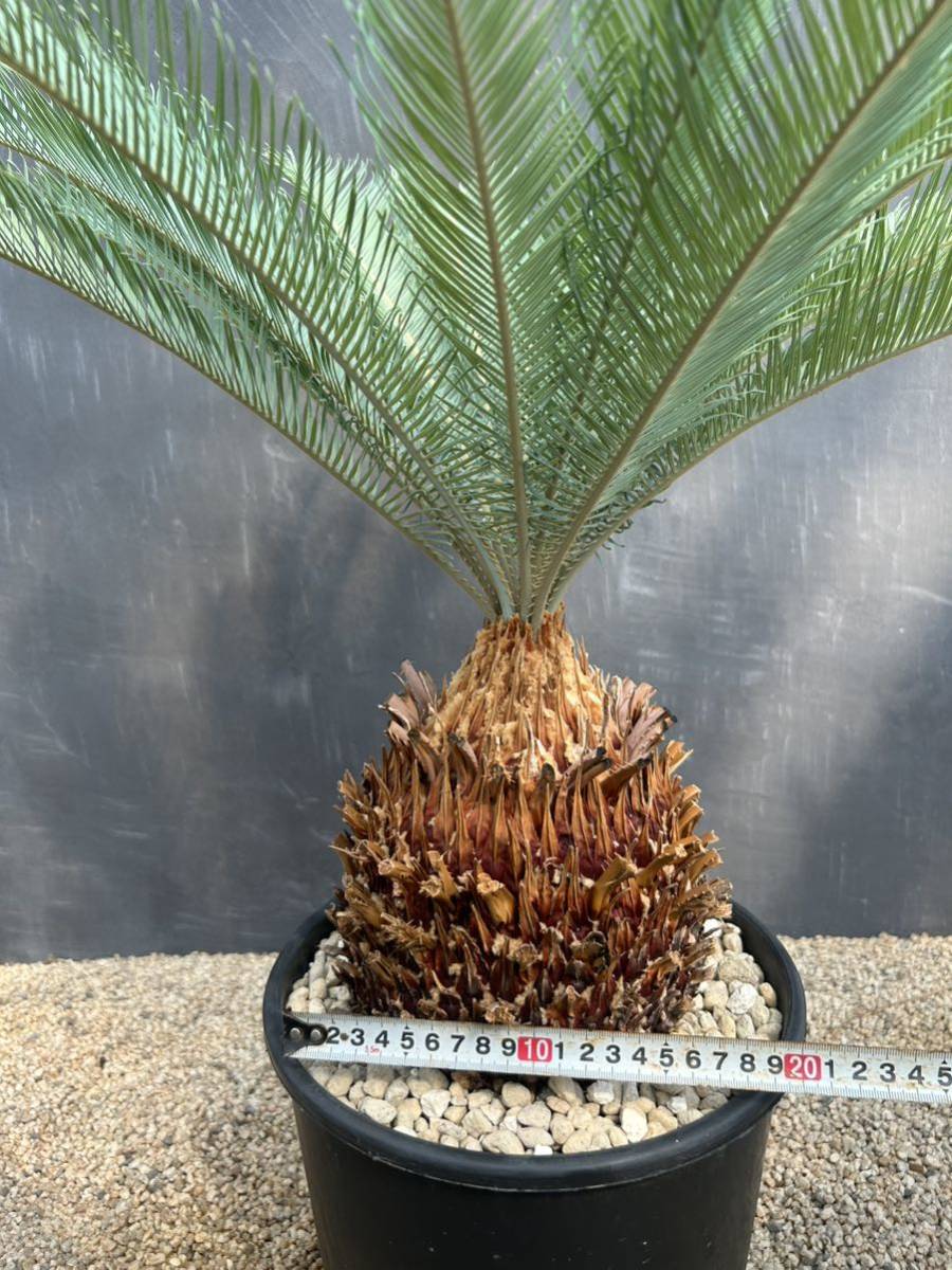 Cycas cairnsiana サイカス カイルンシアナ 発根活着 大株 美株(種