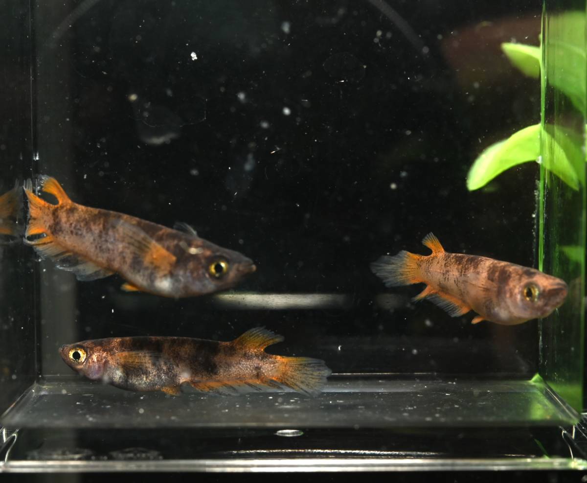 ◆筑紫めだか◆　極上最新世代　北辻鰭ロング墨虎タイプ　松井ひれ長　1ペア+メス　検索）ワイドフィン　和墨　