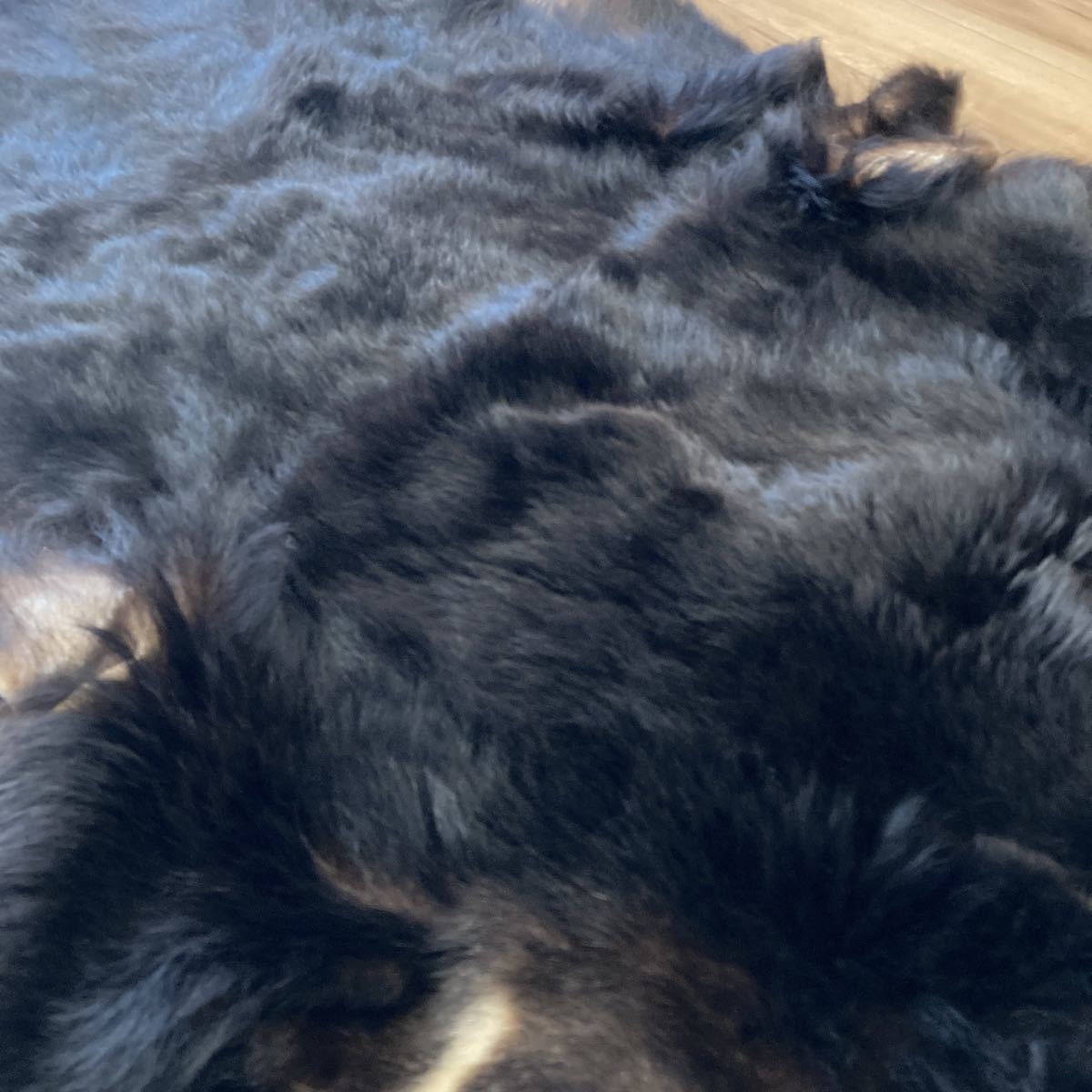 熊 剥製 ラグマット 敷物 毛皮 剥製 敷物 熊 全長約185cm 爪付き はく 熊