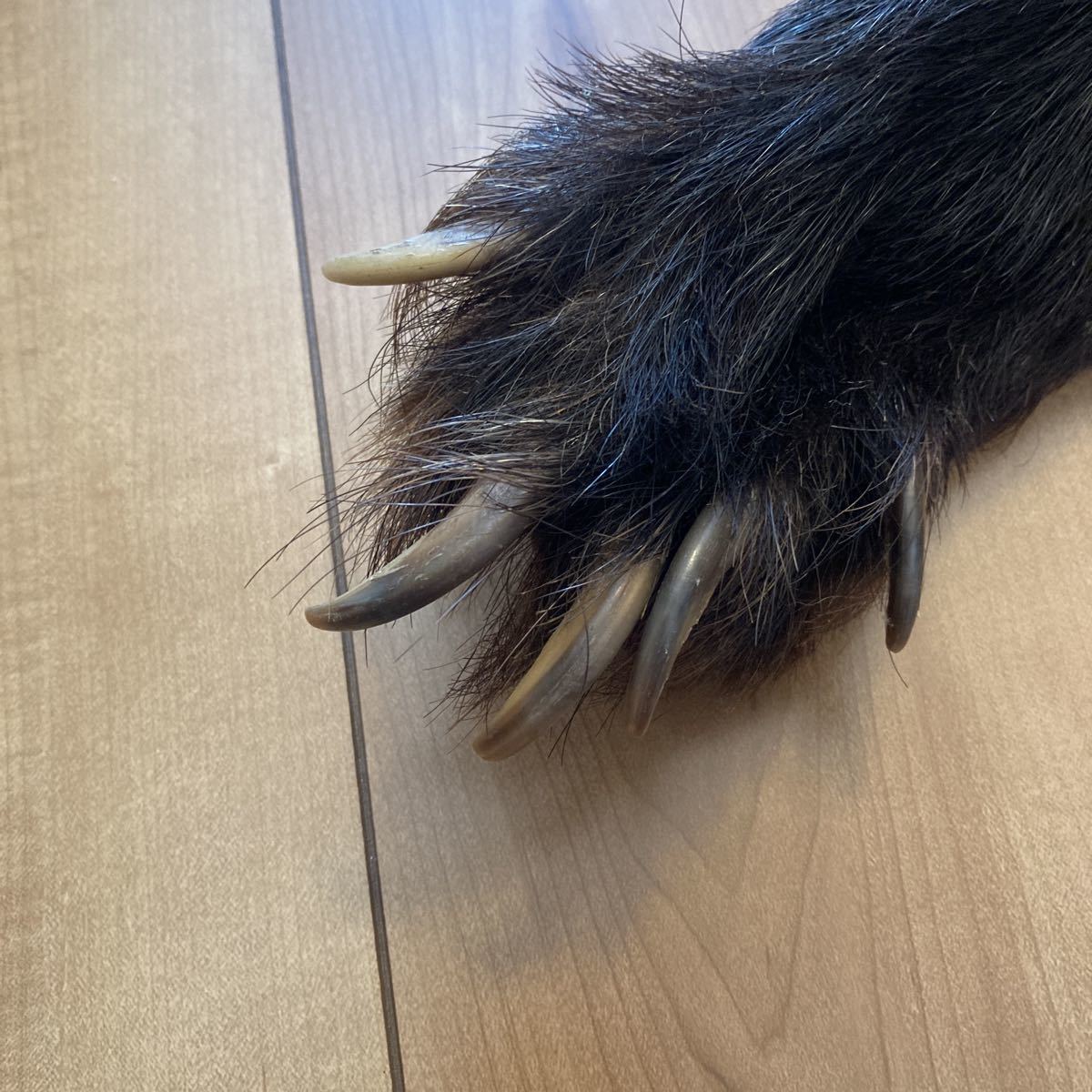 熊 剥製 ラグマット 敷物 毛皮 剥製 敷物 毛皮 クマの毛皮 フリル付き