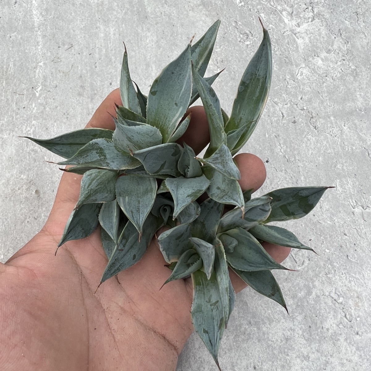 B66 926多肉植物 アガベ フェニックス 雷神 Phoenix 超 錦 極上子株10 