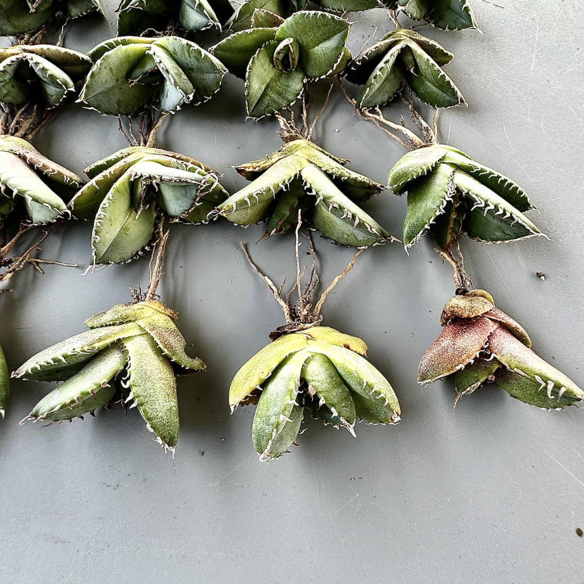 アガベ オアハカ オテロイ 特大株 超鋸歯 連棘oaxaca oteroi SP アガベ