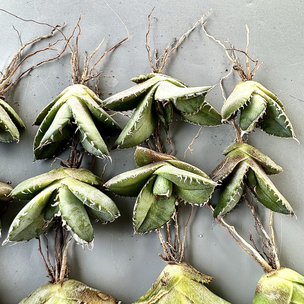 アガベ オアハカ オテロイ 特大株 超鋸歯 連棘oaxaca oteroi SP アガベ