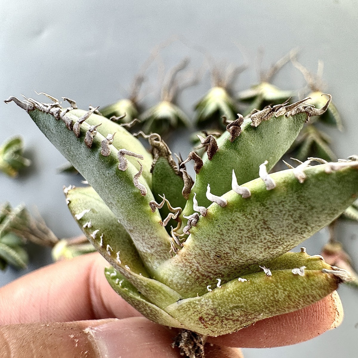 アガベ オアハカ オテロイ 特大株 超鋸歯 連棘oaxaca oteroi SP アガベ
