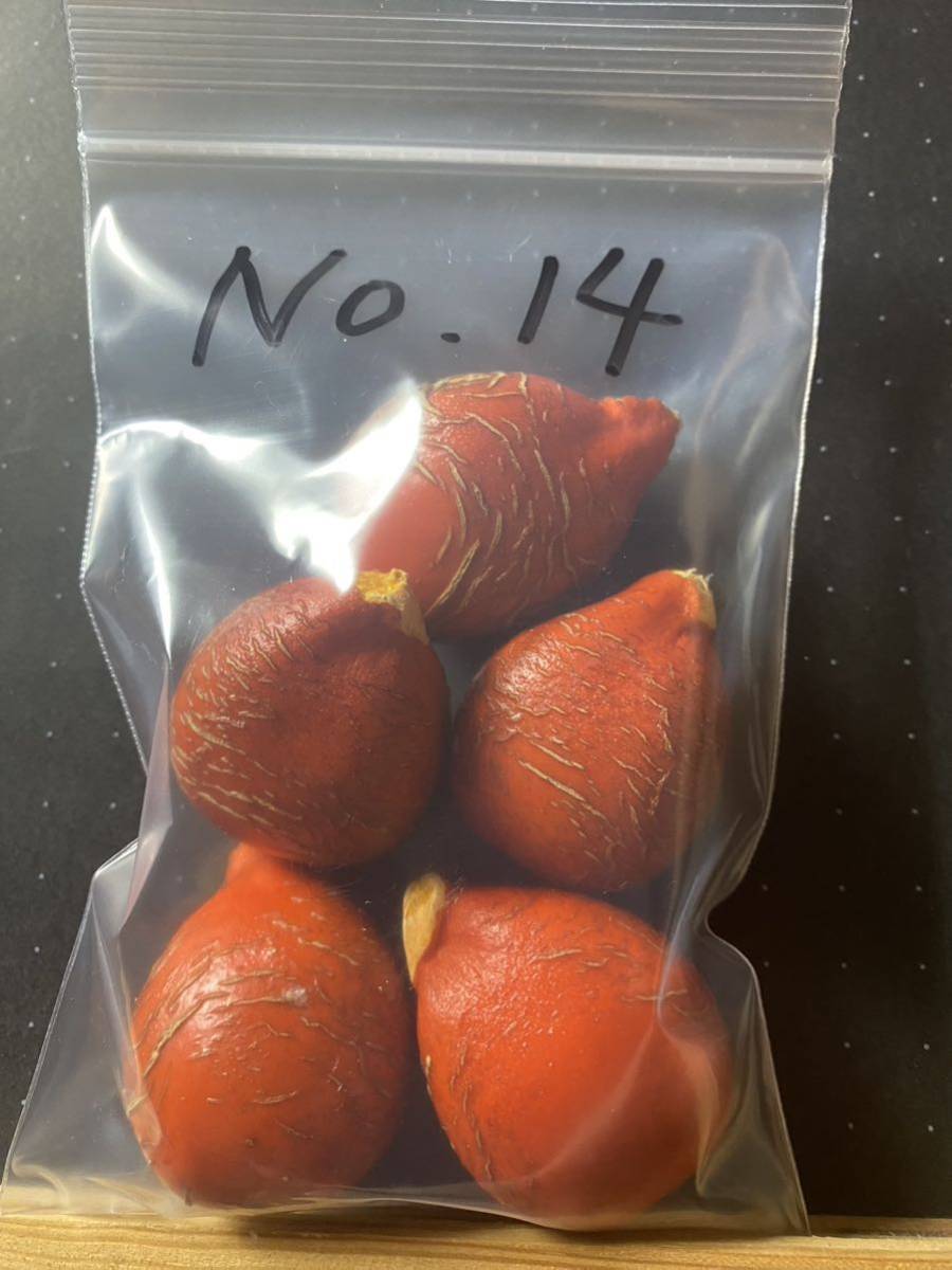 黄金ソテツ 斑入りソテツ 種子3粒 夏黄金ソテツ No.16 - No.15 種子15