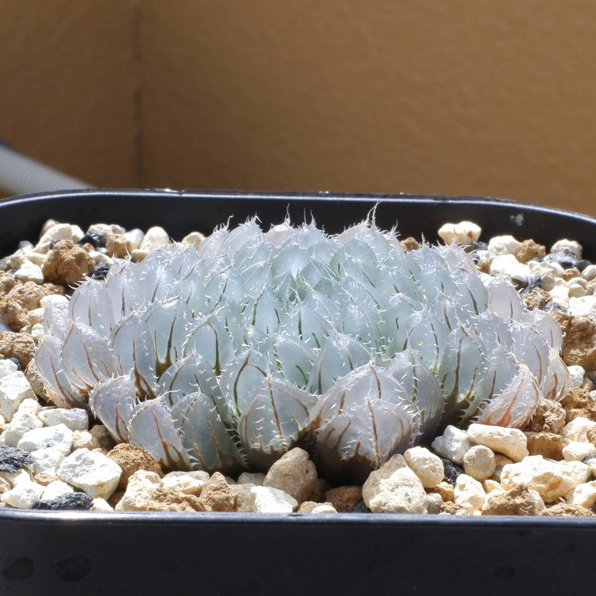 23−897）ハオルチア スウェイ H. 'Sway'(観葉植物)｜売買された