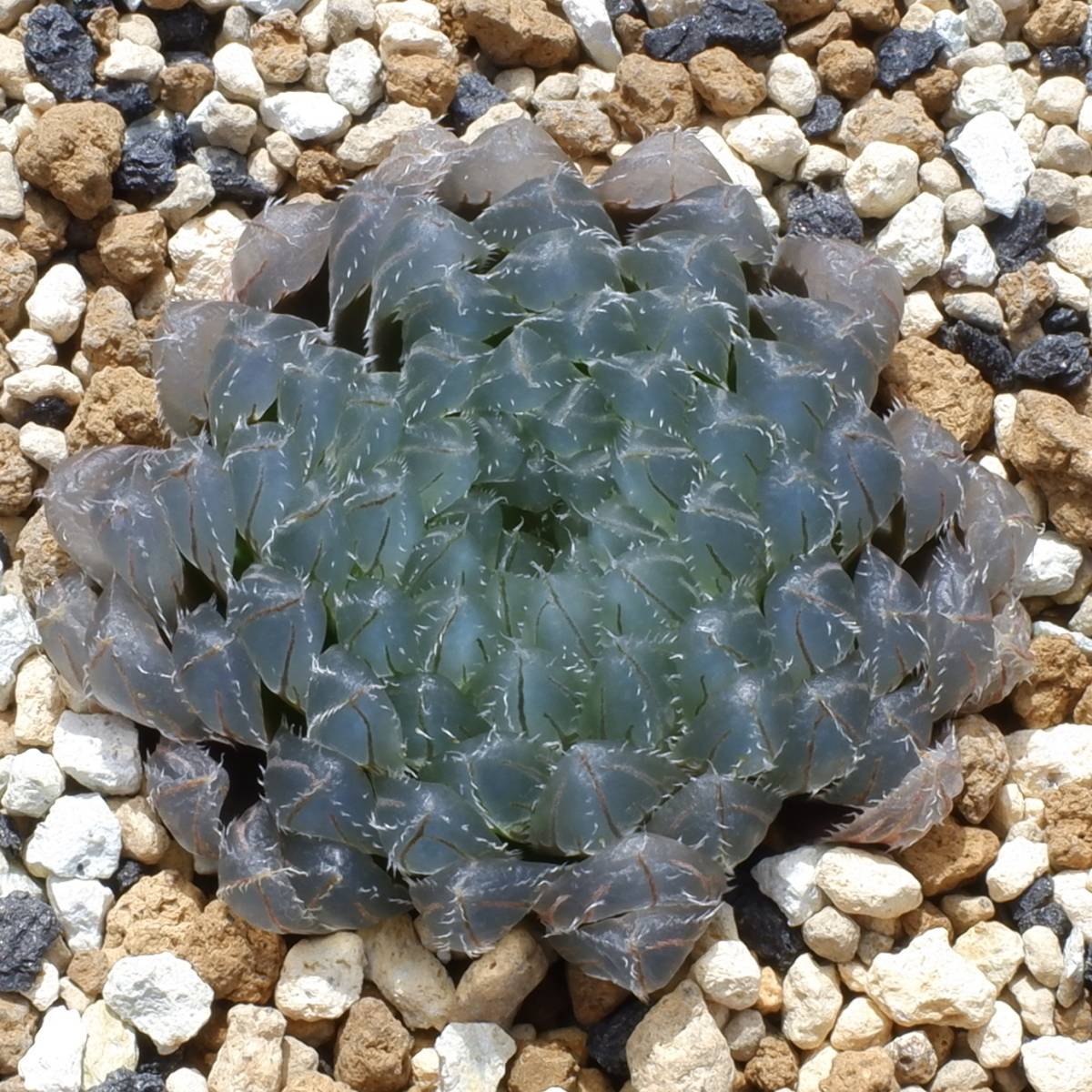 23−897）ハオルチア スウェイ H. 'Sway'(観葉植物)｜売買された