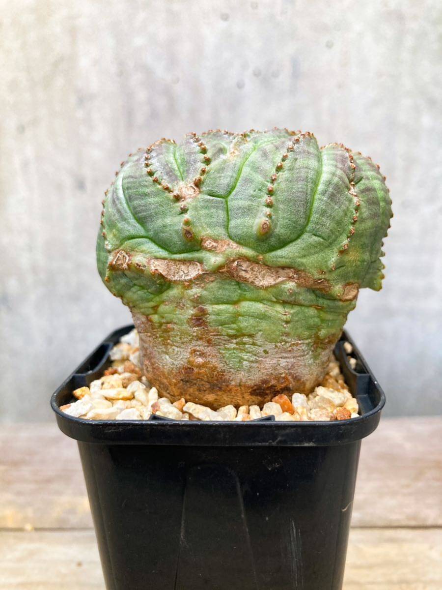 Euphorbia obesa E339【モンスト・双頭】ユーフォルビア オベサ 【公式