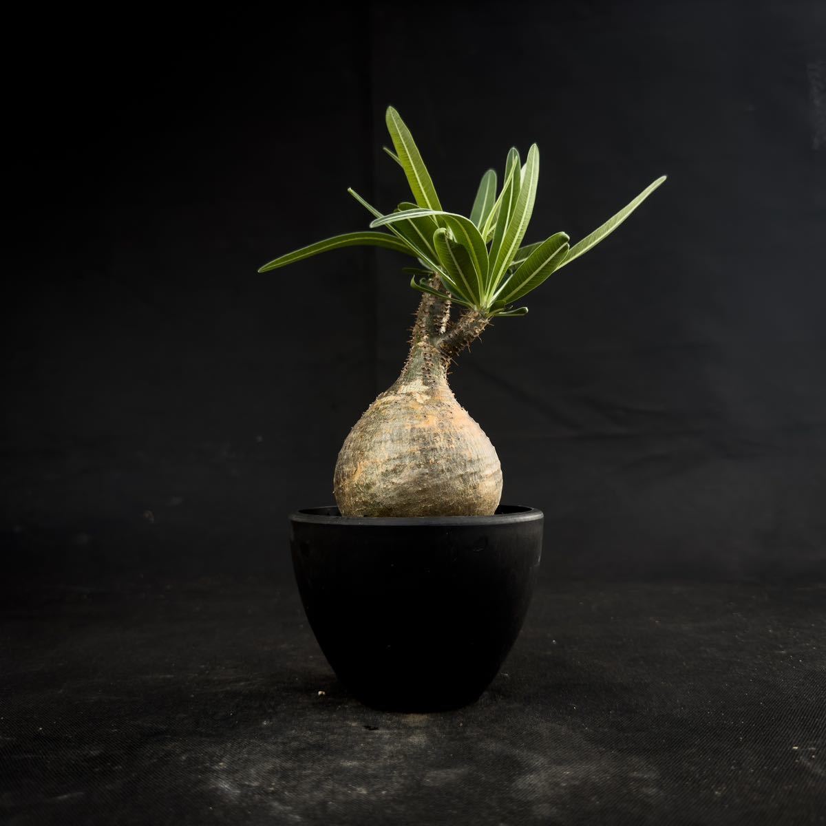 GM14 Pachypodium rosulatum var. gracilius / パキポディウム グラキリウス 【微発根】 / グラキリス パキプス