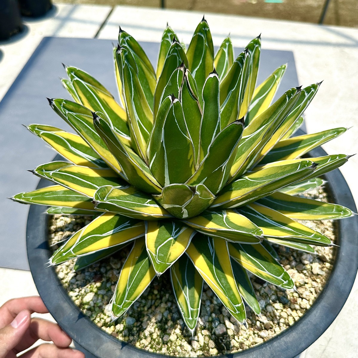 アガベ 多肉植物 観葉植物 特選笹の雪錦 鮮明深覆輪 子吹きあり