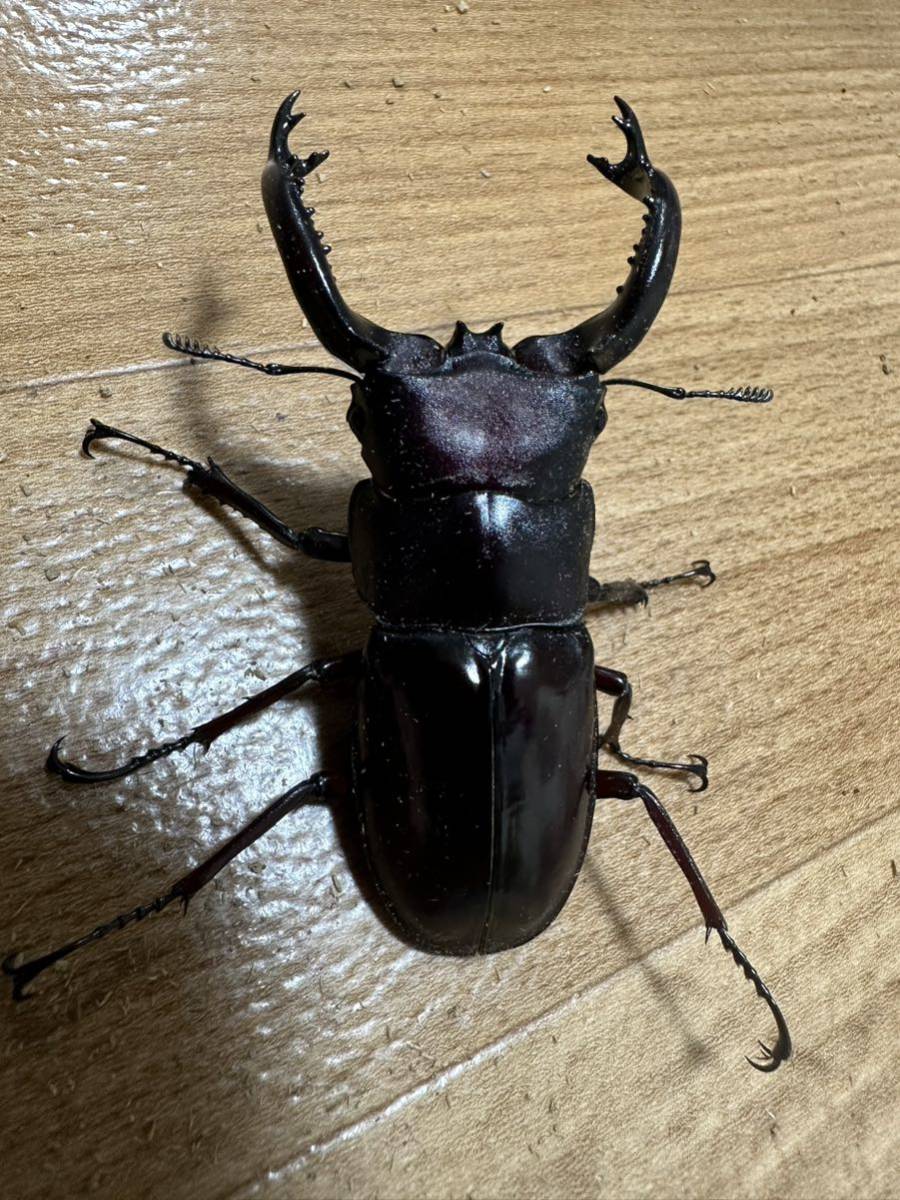貴重・美麗 フォルスタ−フタマタクワガタ(原名亜種) フォルムNO.1