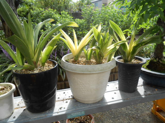 万年青、おもと、曙系 本、獅子系 