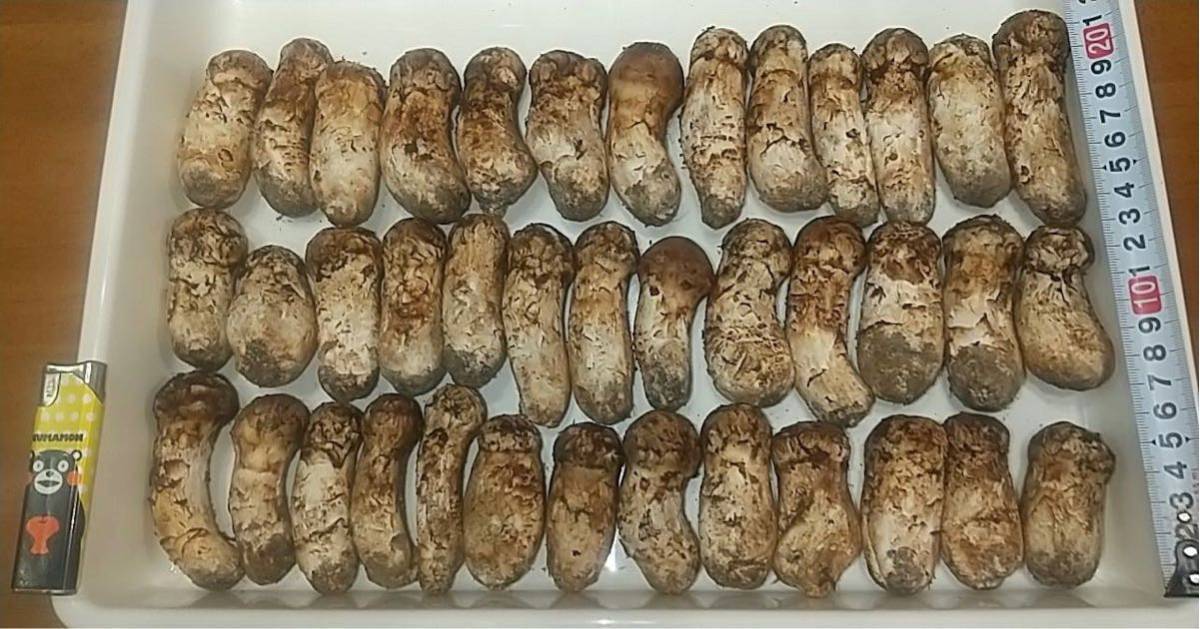 岩手県産 国産 松茸 マツタケ 960g 本日採取 9月30日